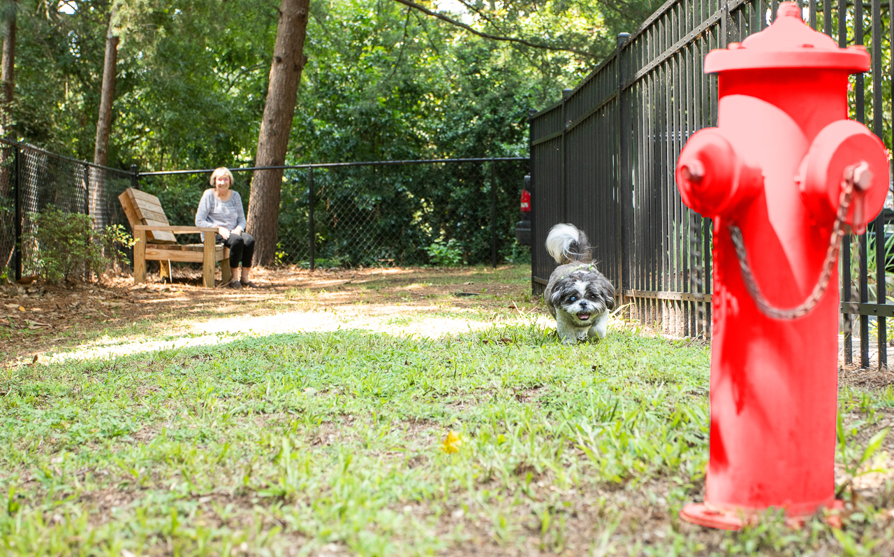 DogPark